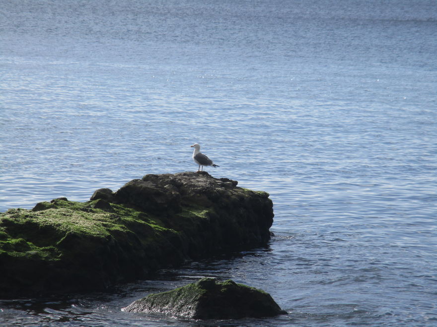 gaviota pensativa de Santa María