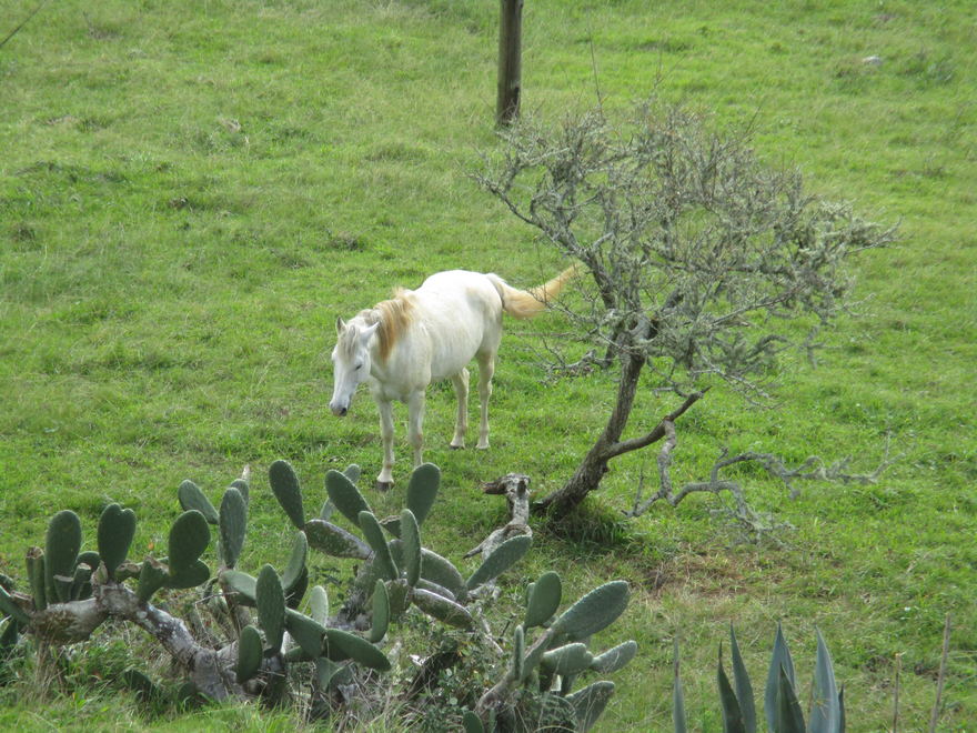 caballito mariense