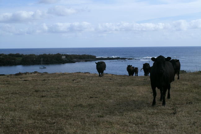 Xebec con los toros graciosos