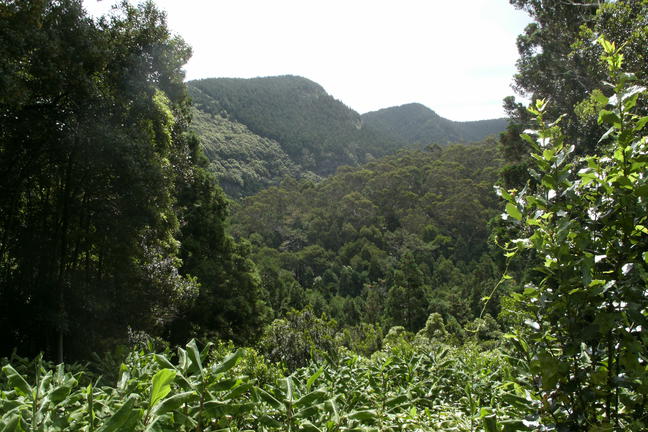 bosques en la caldera de graciosa