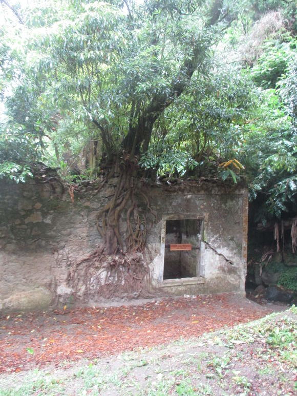 Árbol con raíces sobre central hidroeléctrica en ruinas