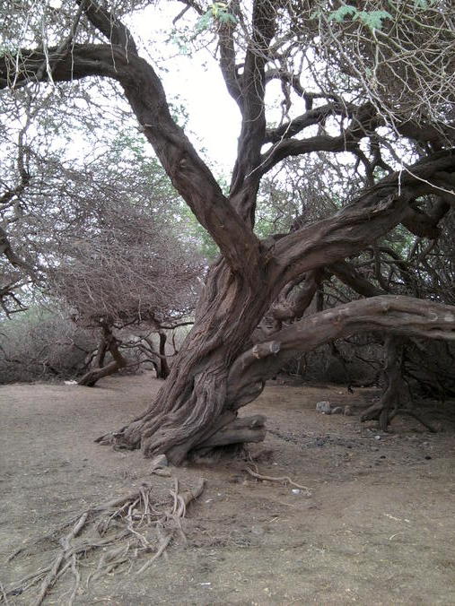 Acacia en Fontona