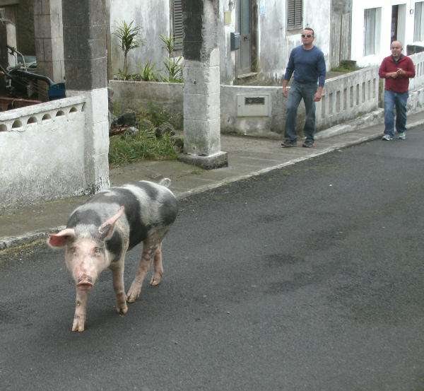 cerdo paseando por la calle