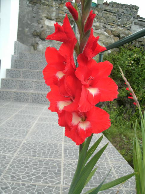 Bonitas flores rojas delante de la puerta de la casa de Nacho Vidal en la isla de las Flores