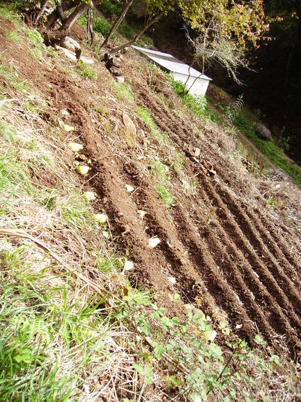 Huerta con pimpinelas recién sembradas en Madeira