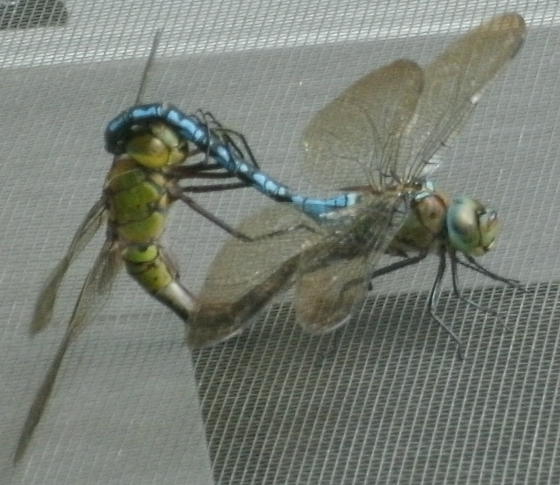 Dos libélulas florentinas haciendose arrumacos felizmente en la ventana de mi apartamento