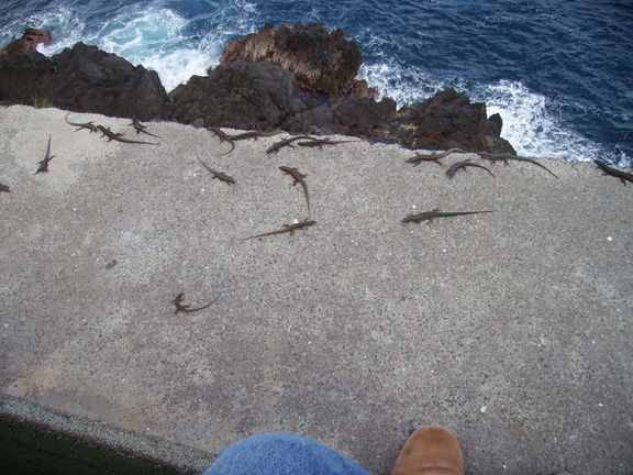 Lagartijas de Madeira en Porto Moniz