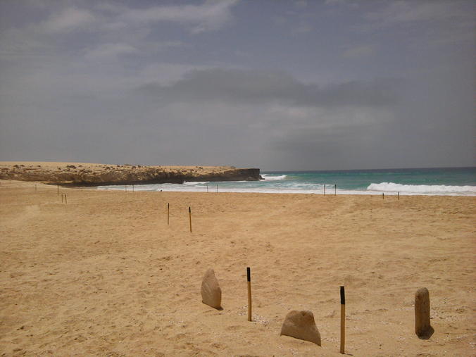 nidos de tortugas en boavista