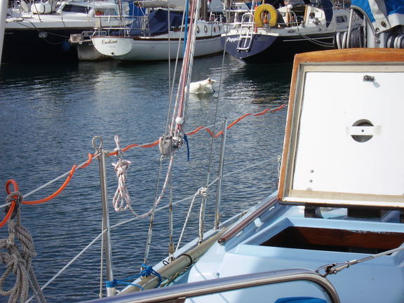 Cisnes en el puerto de Plymouth