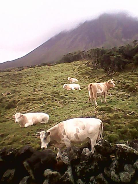 vacas felices en la isla de Pico