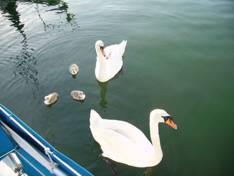 Cisnes de Falmouth en el puerto