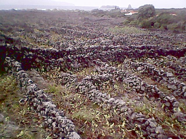 Vinhedos tradicionales de Pico