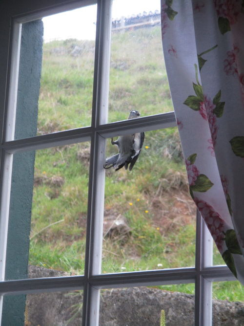 Pájaro golpeando en el cristal de una ventana tradicional de madera