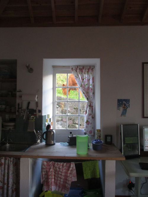vaca paciendo vista a través de la ventana de una cocina