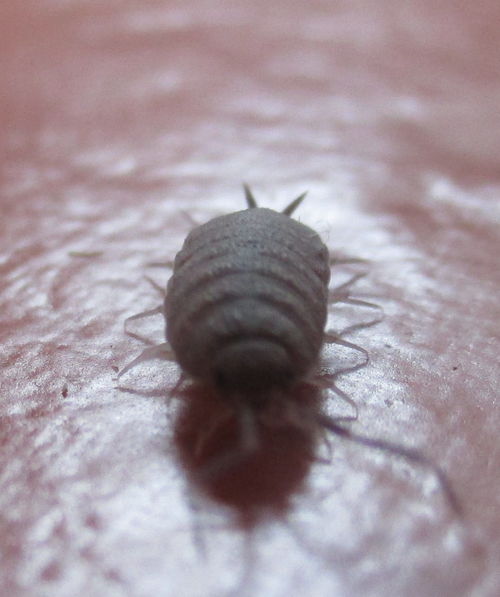 Insecto parecido a los Oms de Nausicaa visto de cerca sobre suelo de losetas marrones