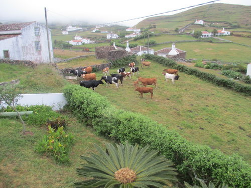 vacas esperando para beber agua en un prado