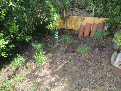 Plantas de tomates recién plantadas en huerta