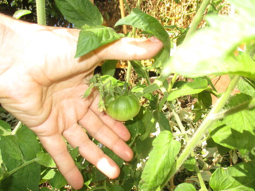 tomate verde en planta de tomates