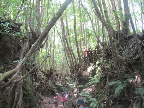 excursión por bosque de Santa María