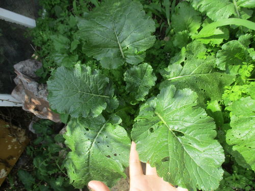 brócoli prosperando en la huerta de Nacho