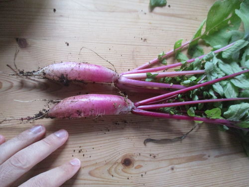 rabanitos de Malbusca