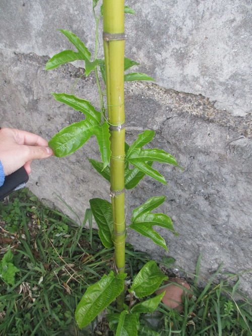 planta de maracuyá prosperando alegremente