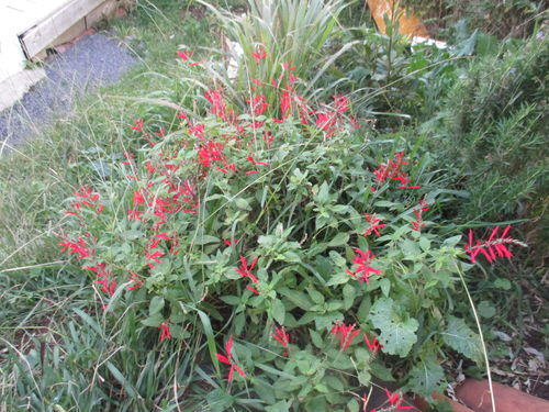 arbusto de salvia roja