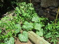 Plantas de calabazas y tomates