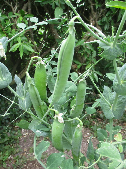 Guisantes de Malbusca en la huerta de Nacho