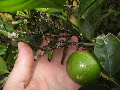 Limonero atacado por parásito chupóptero