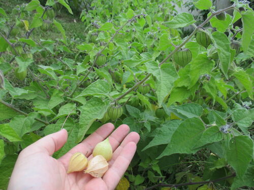 Plantas de physalis amenazadas por roedores hambrientos y desesperados