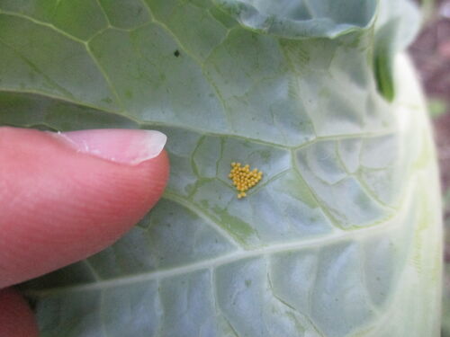 Berza de Santa María atacada por mariposa malvada