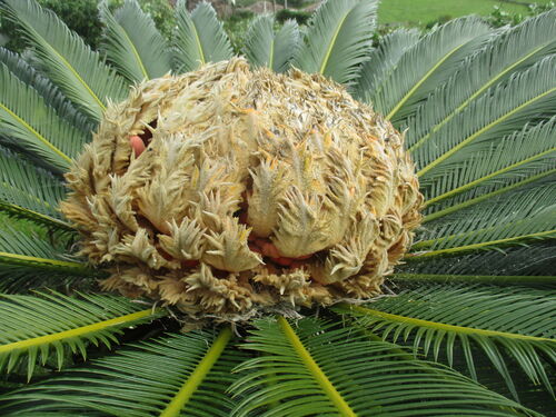 Palmera con frutos a punto de madurar