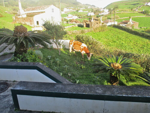 vaca de la Isla de Santa María - Azores