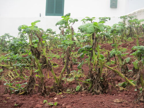 Patatas malogradas en la Isla de Santa María - Azores