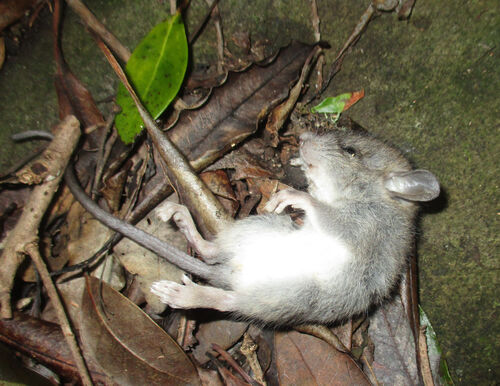 ratita muerta por causas desconocidas en la Isla de Santa María