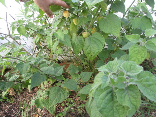 planta de physalis