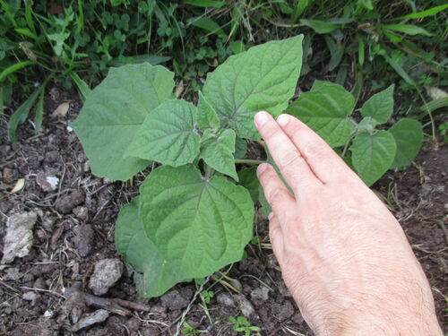 plantita de physalis