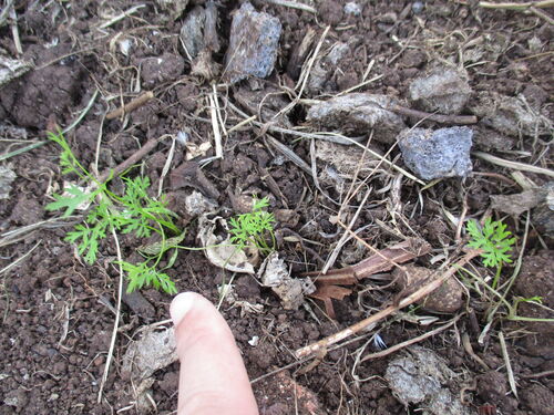 plantitas de zanahorias