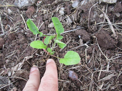 plantitas de rabanitos