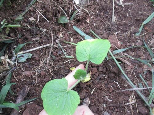 plantita de calabazas Hokaido