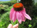 Flor de Equinácea en la Isla de Santa María