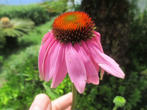 flor de Equinácea Purpúrea