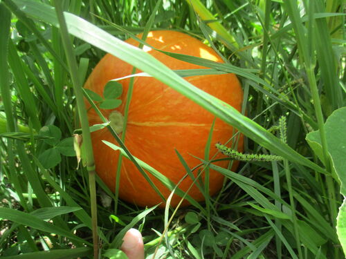 calabaza Hokaido lista para recolectar