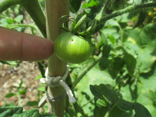 tomate raquítico