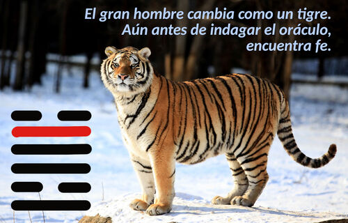 Tigre Siberiano