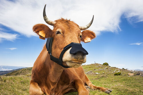 Vaca con mascarilla anti metano
