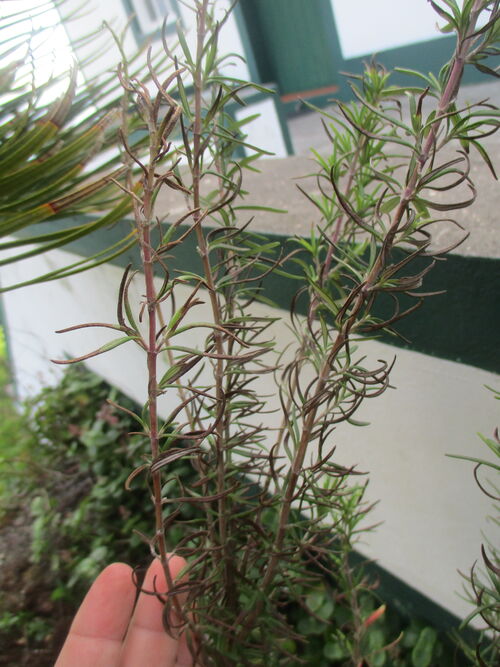 2022: planta de romero enferma después de semanas de viento errático del Nordeste