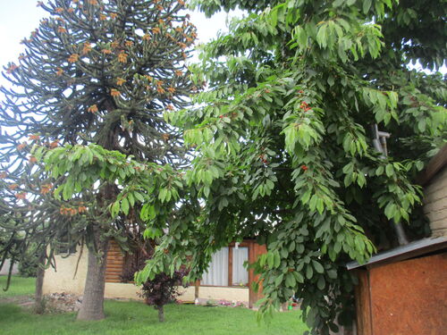 Cerezos con cerezas en Trevelin