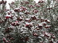 Adelfa (rosa olivo en Argentina) nevada en el invierno mendocino